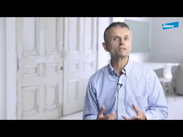 Обстеження ліктьового суглоба у собак